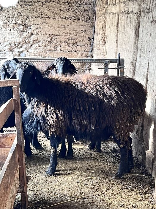 Қошқар сатылады