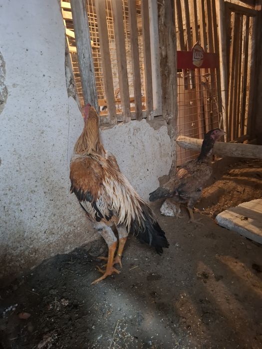 Xorozlar jojalar sotiladii