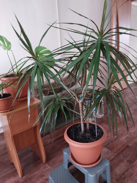 Драцена взрослая.