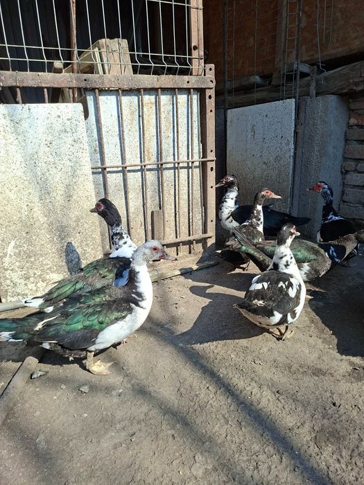 Rate mute 2025 si 2024