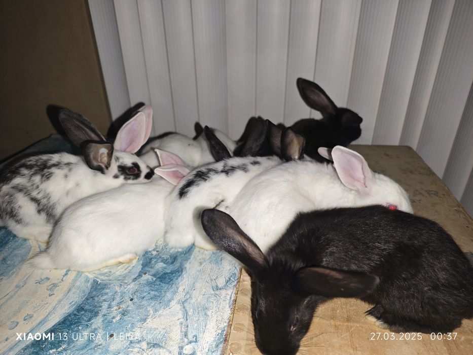 Quyon, krolik, , 2 ta qora, 3 ta oppoq