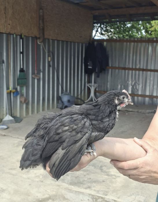 Puii australorp de 2/3/4 si 5+1