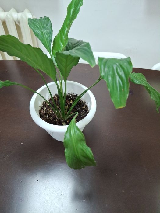 Комнатные  цветы