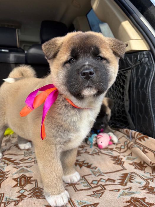 Щенки Американской Акиты