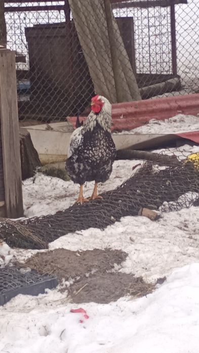Vând cocosi Wyadotte de8 luni