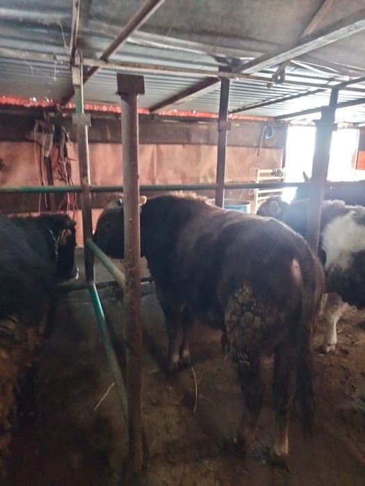 Продам бычков.