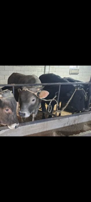 Продаются быки/бұқа сатылады