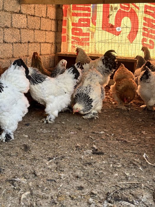 Продаётся петухи брама