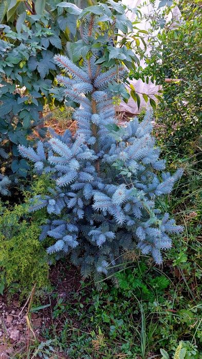 Yel archasi balandligi 1 metr