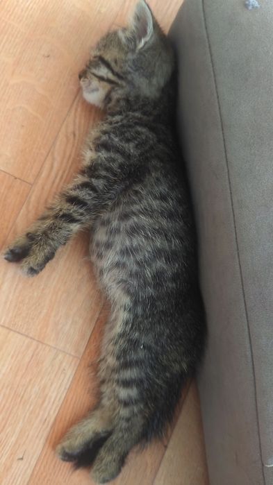 Красивые котята!