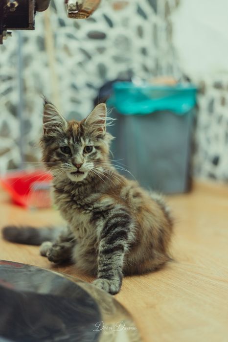 Femelă Maine Coon rasă pură