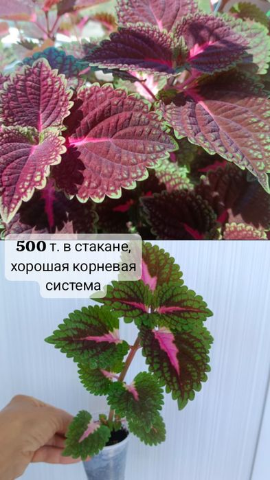 КОЛИУСЫ для улицы и дома