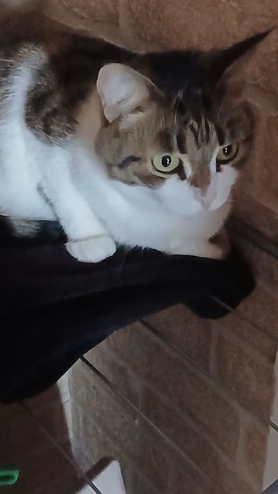 Отдаю кошек в хорошие добрые руки