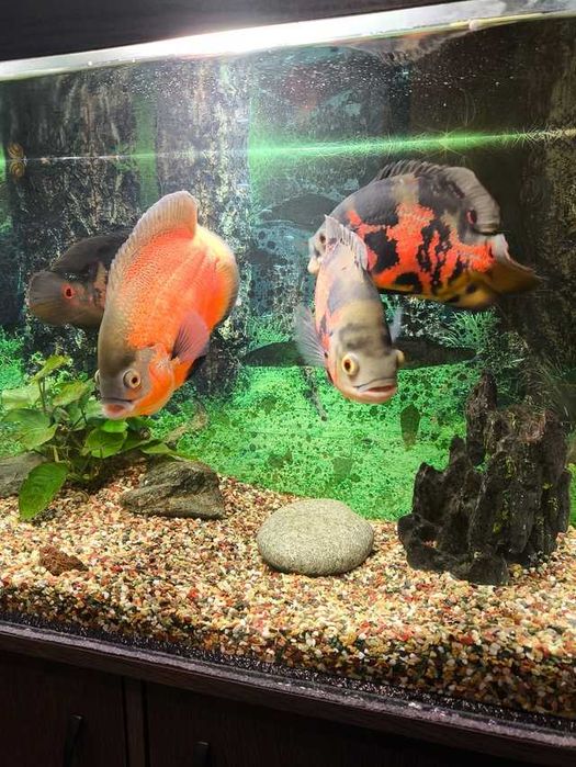 Мальки астронотусов