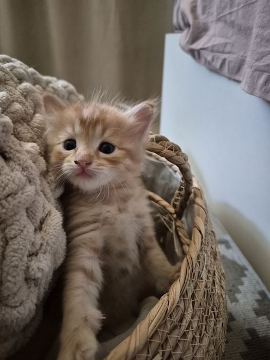 Котята ¼ мейн-кун — ищут любящих хозяев