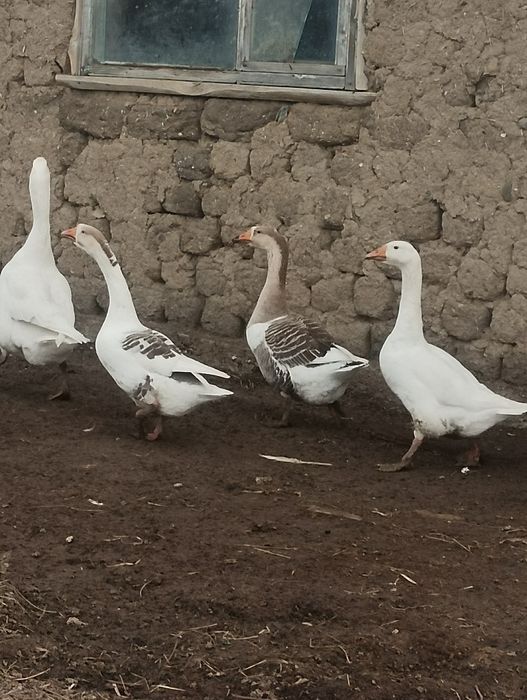Продам 7 Самок гусынь