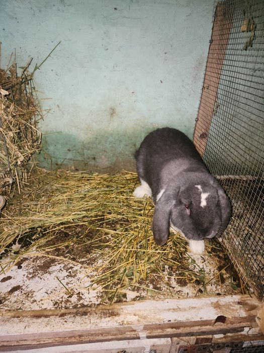 Iepuri berbec german