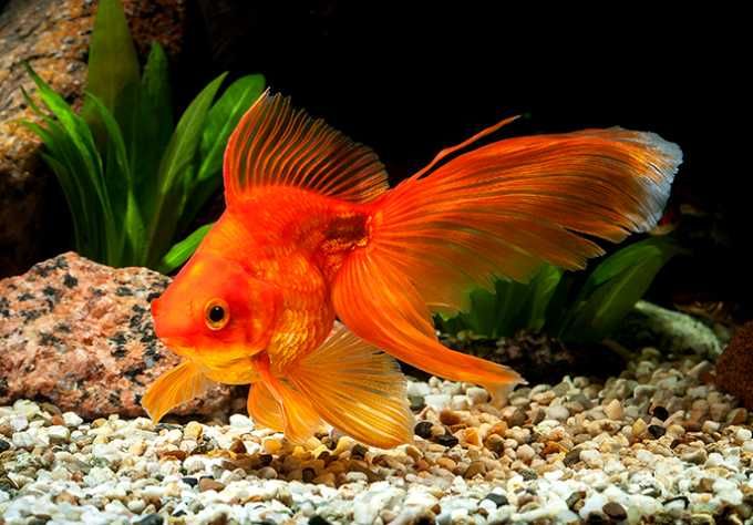 Золотые рыбки в Аква -Зоо салоне"Посейдон"!!!