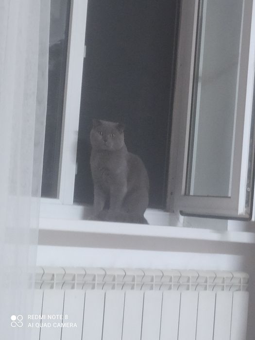 Кот шотландский вислоушки