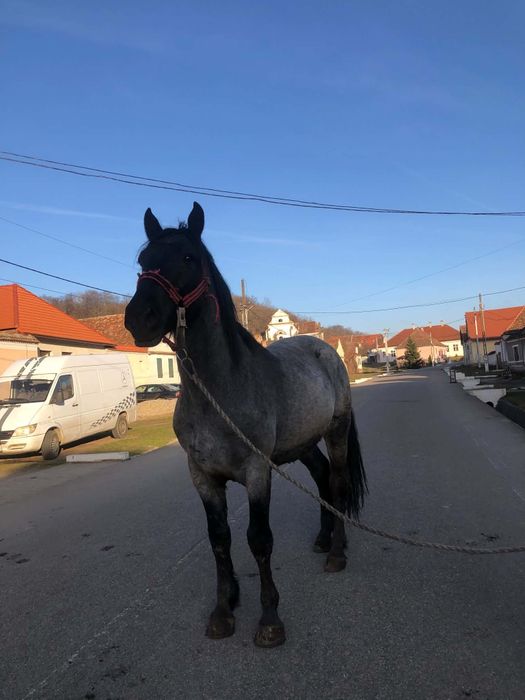Armăsar de vânzare