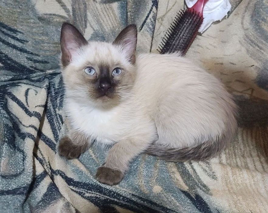 продаются сиамские котята