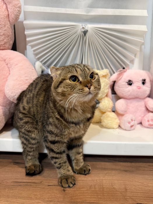 Отдам кошку в хорошие руки