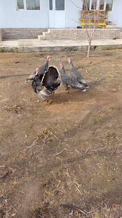 Индюк 2жас семиз