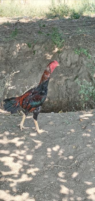 Sotiladi 8 oyli boldi toza turk qiziqala