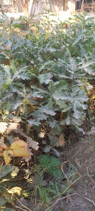 Дуб ва каштан кучатлари оптом сотилади илдизлари мустахкам водийда