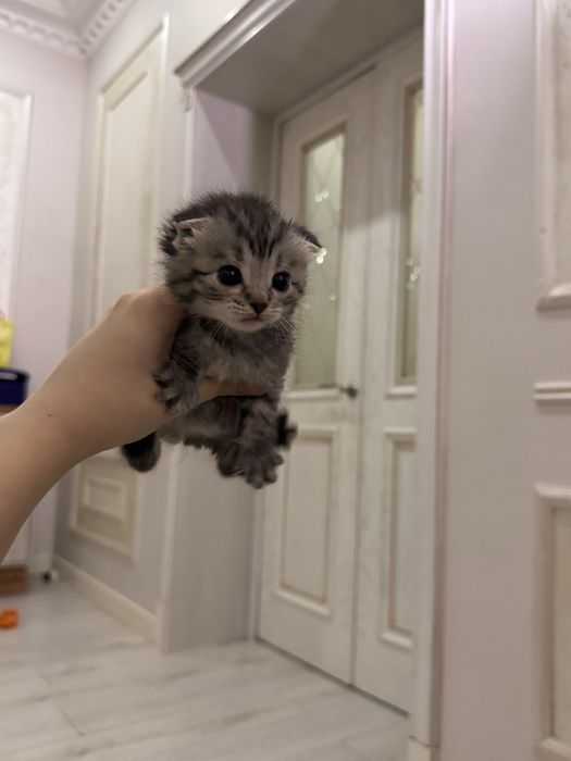 котята породистые