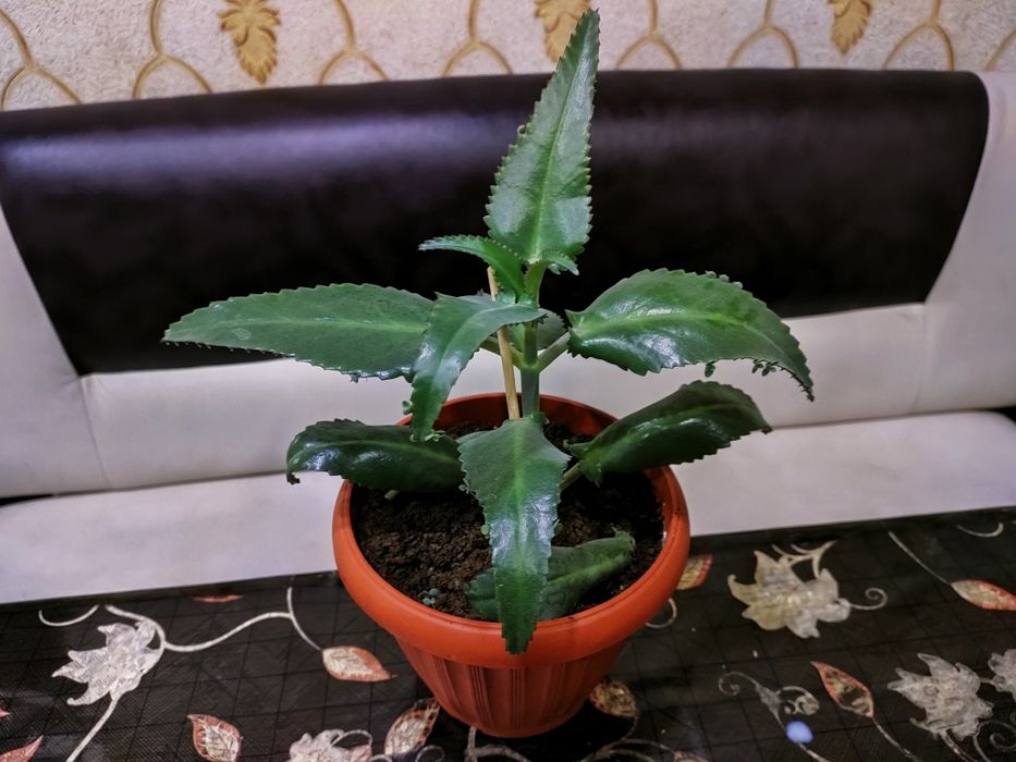 Каланхоэ лечебное. Доставка