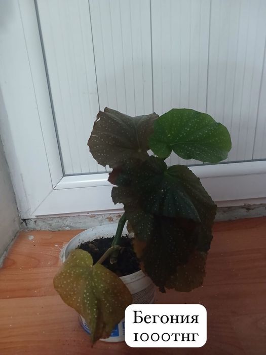 Домашние цветы ухоженные