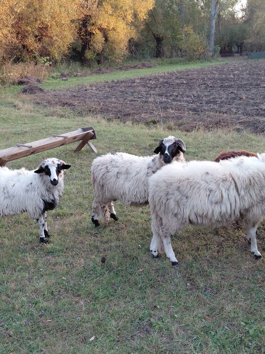 Vand berceci brezi