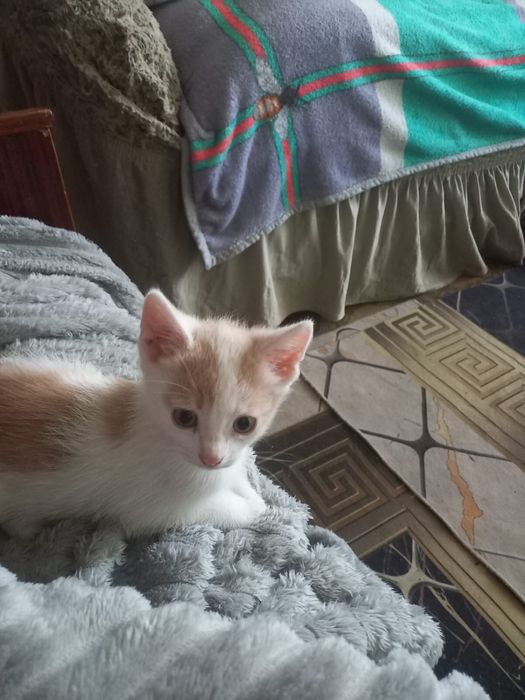 Отдам котят бесплатно