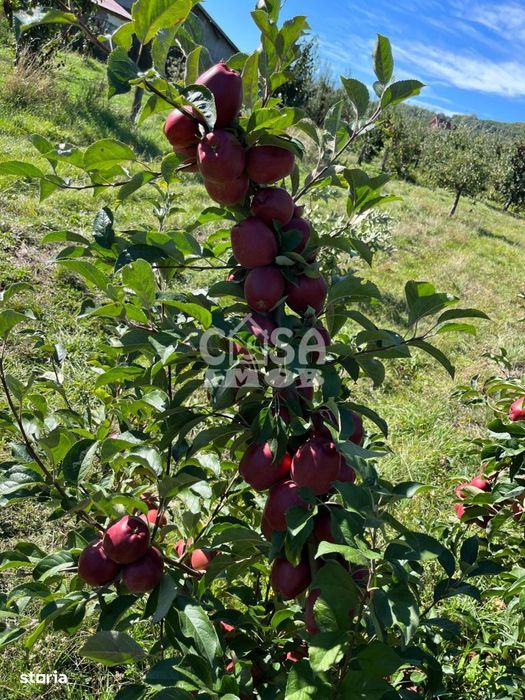Vanzare teren livada in com. Barbuletu