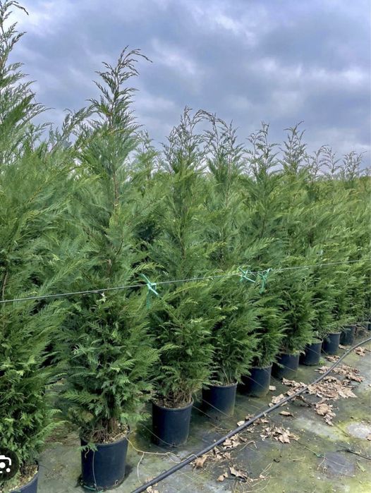 Vindem Leylandii si avem mai multe dimensiuni