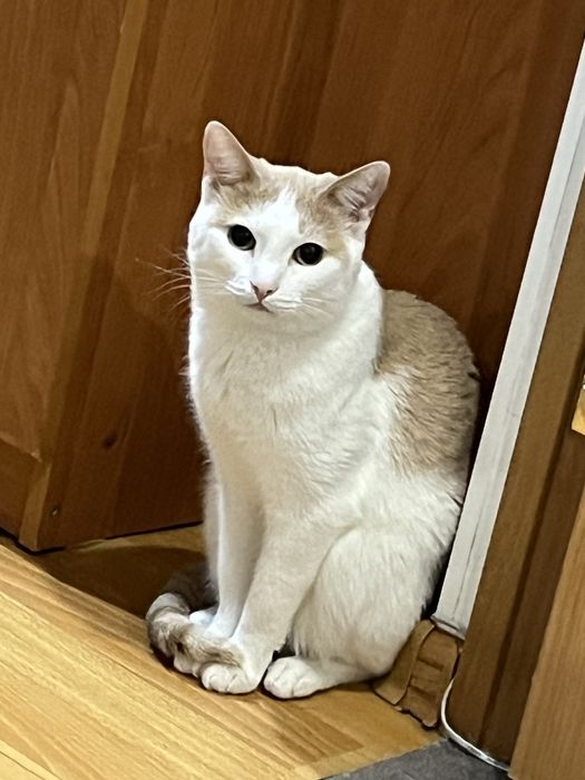Отдается котик в хорошие руки