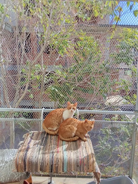 Коте осиновяване