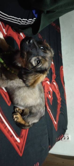 Отдам собаку девочка