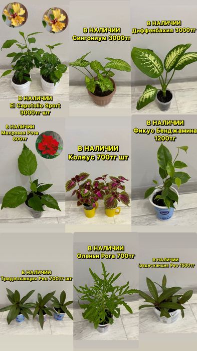 Комнатные цветы разные