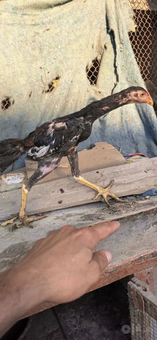 Дакан жужа сотилади