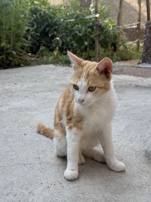 Отдадим котят мальчиков бесплатно