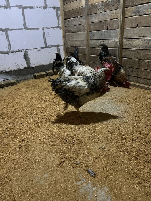 Продаю домашних петухов