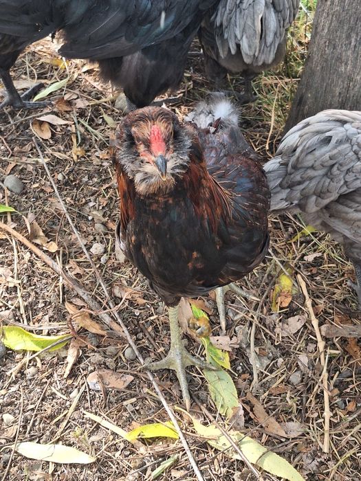 Cocosi araucana potârnichiu