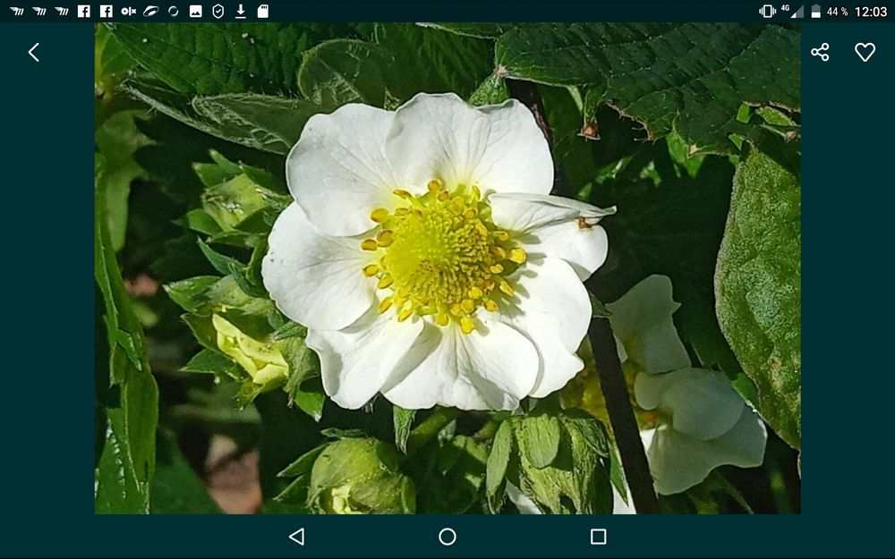 Таёжная земляника