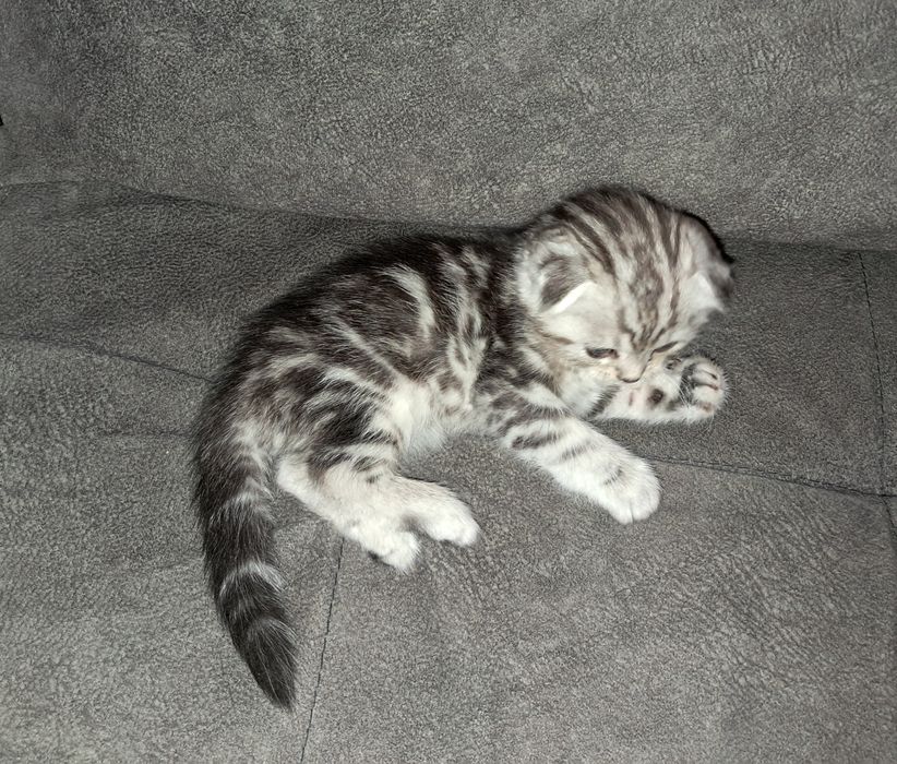 Шотландский вислоухий котёнок