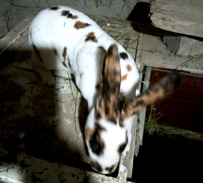 Три коллор болалари сотилади