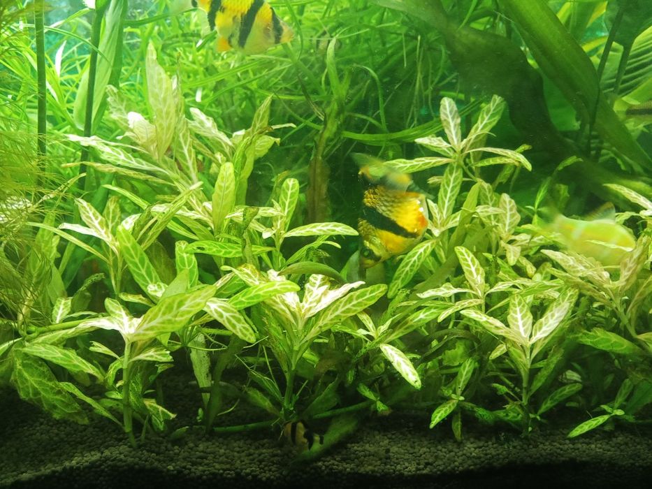 Аквариумные растения
