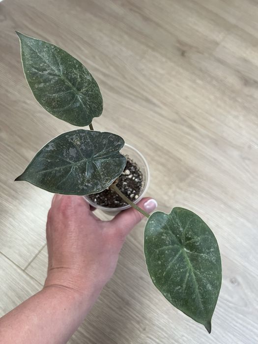 Алоказия Венти Вар., Макрориза Сплеш, Лонгилоба