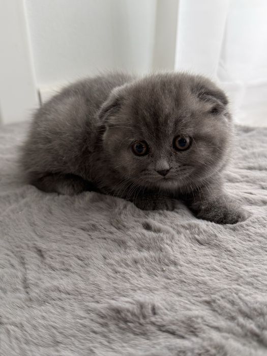 Pui scottish fold